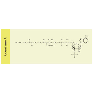 Structure of Coenzyme A biomolecule, co factor skeletal structure diagram on on yellow background. Scientific diagram vector illustration.