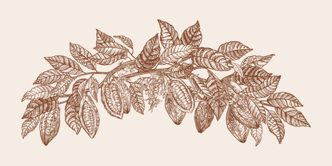 Garland with branches and fruits of the cocoa tree. Vintage. Vector botanical illustration. Brown - 644431459