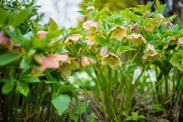 spring flowers in the garden