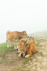 A group of 3 cows laying and grazing together in the foggy trailside of a green field. Asturias Spain Lagos de Covadonga.