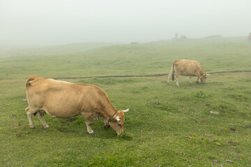 A large brown cow grazing in the beautiful and foggy landscape of los lagos de covadonga in Asturias Spain. This farm animal is eating in an open field of green grass.