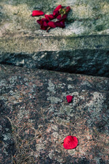 
Selective focus view of red petals on old tombstones covered in lichen in cemetery, Quebec City, Quebec, Canada