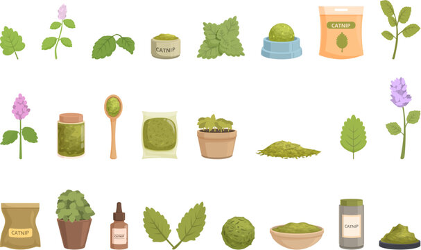 Catnip icons set cartoon vector. Nature plant. Flower food