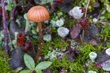 Detail of the Funeral bell, also called deadly galerina, Galerina marginata, a deadly poisonous mushroom
