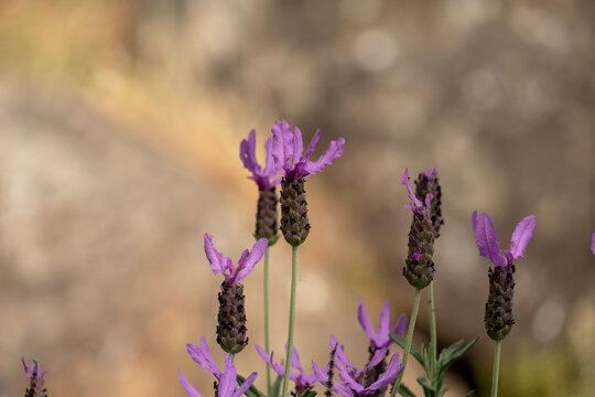close up of lavandula pedunculata, lavandula luisieri, spanish, french butterfly Lavender, lavandula stoechas, Butterfly lavender