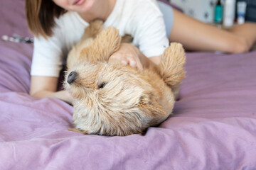 Young and beautiful woman lying in the bed and hugging her adorable pet dog. Perfect friendship concept	