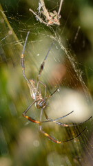 spider on web