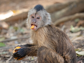 Monkey's Mouthwatering Moment