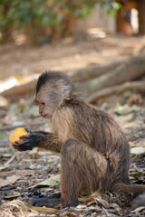 Curious Creature's Citrus Feast