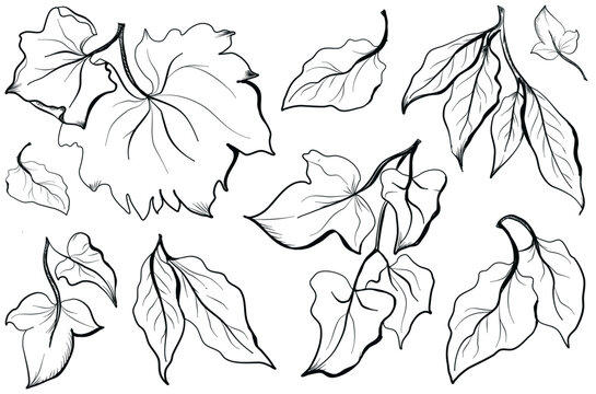 tree leaves set hand drawn doodle ivy, vine, birch, ash, vector illustration