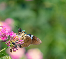 Captivating Insect-Flower Interaction