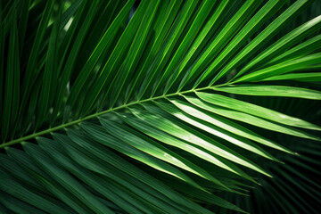 fresh green palm leaves tropical background.