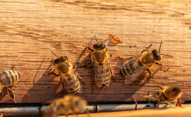 Bees in front of their hive door at the end of the working day