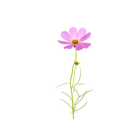 Pink cosmos flower isolated on white background, flat lay.