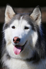 Friendly cute Siberian Husky portrait