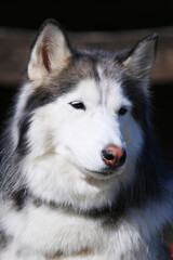 Friendly cute Siberian Husky portrait