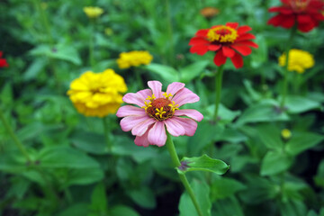 Yellow Stamens Of A Pink Zinnia Elegans Flower
