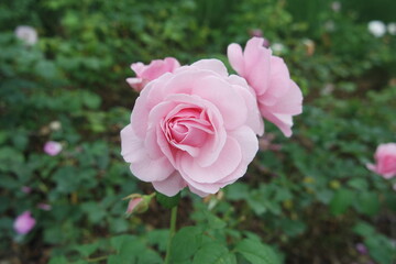 Blooming Pale Pink Rose Flowers In The Garden