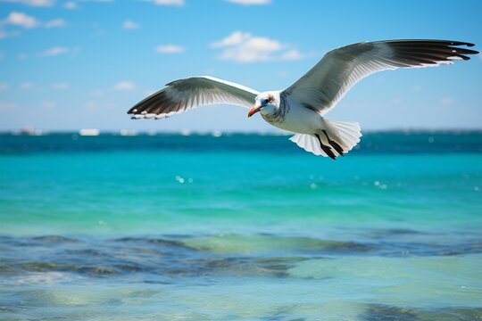 Gliding seagull, sunny sea vista, wings grace the azure expanse