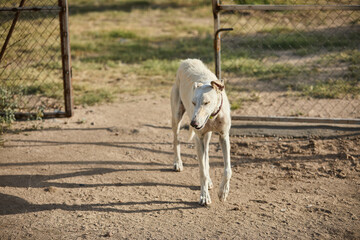 portrait of a dog in a shelter waiting for adoption