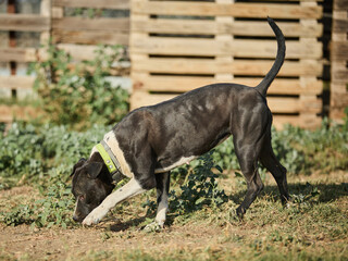 portrait of a dog in a shelter waiting for adoption