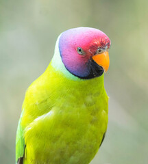 birds of sattal from Uttarakhand state, india