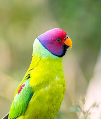 birds of sattal from Uttarakhand state, india