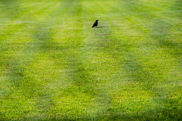 black crow on a foot ball pitch in Germany
