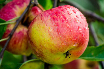  Ripe apples with dew drops on a tree in Germany
