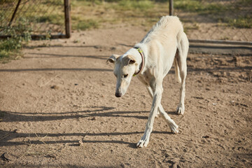 portrait of an adult dog waiting to be adopted in a shelter