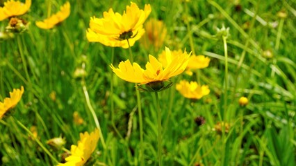Closeup of beautiful yellow flowers of Coreopsis lanceolata also known as Garden, sand coreopsis, Lance leaf tickseed etc.