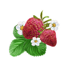 Isolated composition with red strawberry leaf and strawberry flower. For packaging, textiles, stationery and more