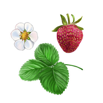 isolated set : red strawberry, green leaf and white strawberry flower on white background