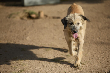 Obraz premium portrait of an adult dog waiting to be adopted in a shelter