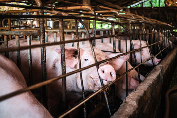 Close-up of Pig in stable, Pig Breeding farm in swine business in tidy and  indoor