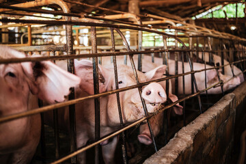 Close-up of Pig in stable, Pig Breeding farm in swine business in tidy and  indoor