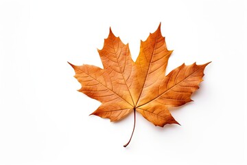 Fototapeta premium Autumn symbol. Autumnal elegance. Isolated maple leaf on white background. Fall finest