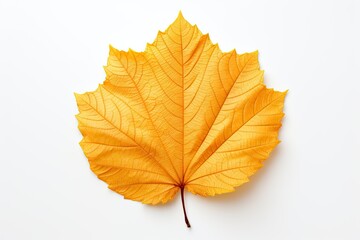 Autumn symbol. Autumnal elegance. Isolated maple leaf on white background. Fall finest