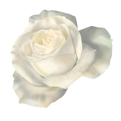 美しい大輪のリアルな白いバラの花