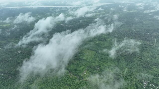 Aerial view of largest guava garden in Swarupkathi, Pirojpur, Barisal, Bangladesh.