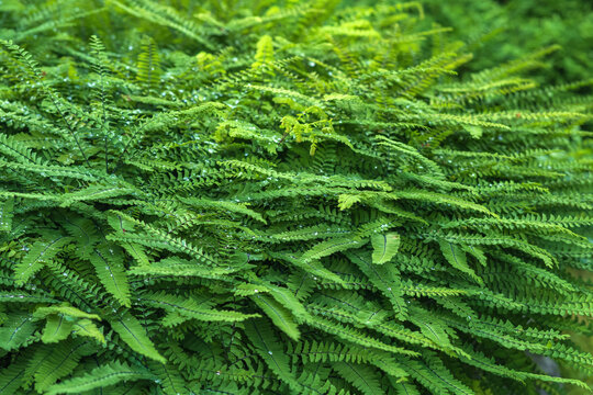 plant background, green leaves, nephrolepis fern covered with dew