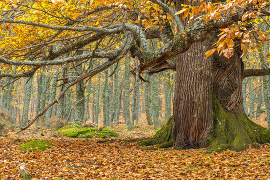 Large tree trunk in autumn - Powered by Adobe