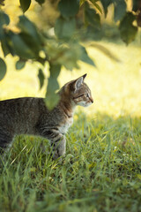 Photo of a striped kitten under a tree.