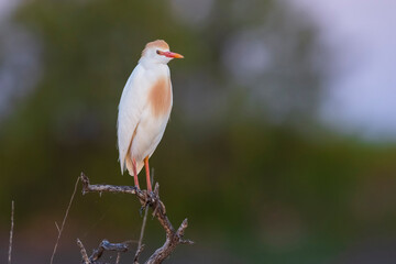 Cattle Egret, Bubulcus ibis, perched, La Pampa Province, Patagonia, Argentina