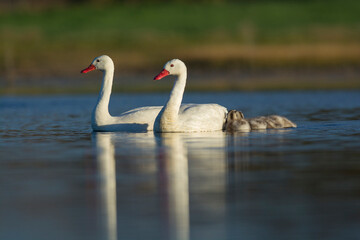 Coscoroba swan with cygnets swimming in a lagoon , La Pampa Province, Patagonia, Argentina.