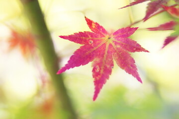 真っ赤な紅葉