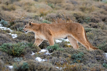 Puma walking in mountain environment, Torres del Paine National Park, Patagonia, Chile.