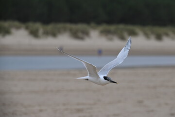 Fototapeta na wymiar black headed gull flying