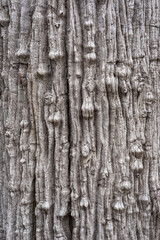 Beautiful background and textured of Fagraea Fragrans, Ironwood, or Tembusu bark details with...