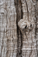 Beautiful background and textured of Fagraea Fragrans, Ironwood, or Tembusu bark details with...
